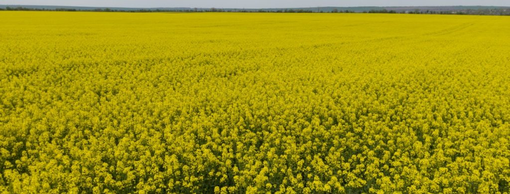 Отлични резултати на продуктите предлагани от фирма АГРЕДО ЕООД при ЛИПОВИ ООД